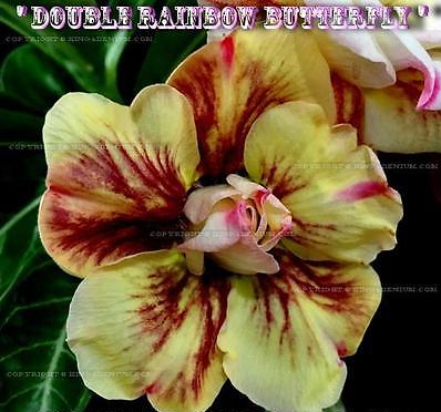 (image for) Adenium Obesum \'Double Rainbow Butterfly\' 5 Seeds